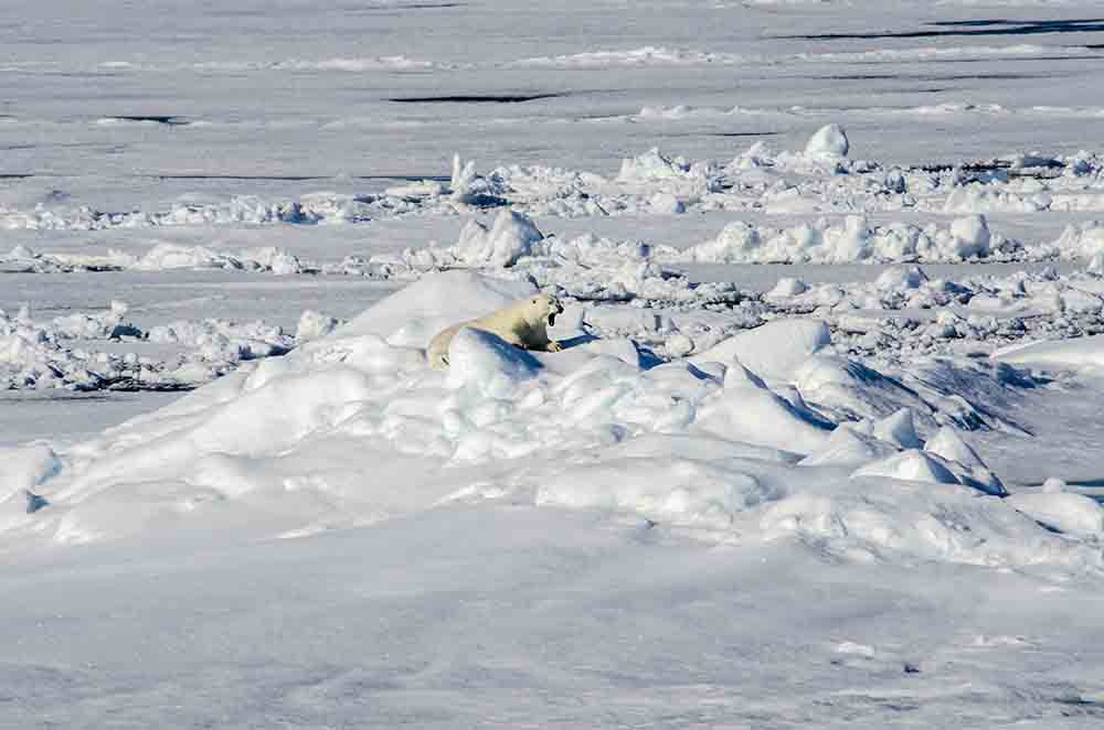 Oso Polar - islas Svalbard - Noruega 53.jpg